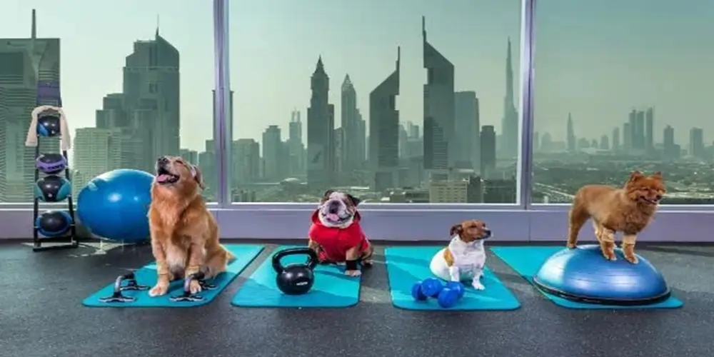 Create Designated Pet Areas